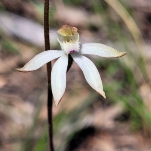 Caladenia moschata at Point 5811 - 19 Oct 2022