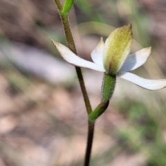 Caladenia moschata at Point 5811 - 19 Oct 2022