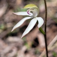 Caladenia moschata at Point 5811 - 19 Oct 2022