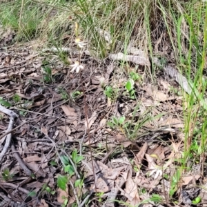 Caladenia moschata at Point 5811 - 19 Oct 2022