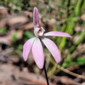 Caladenia fuscata at O'Connor, ACT - 19 Oct 2022