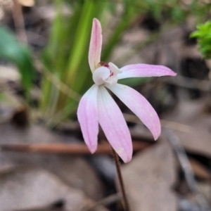 Caladenia fuscata at O'Connor, ACT - 19 Oct 2022