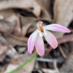 Caladenia fuscata at O'Connor, ACT - suppressed