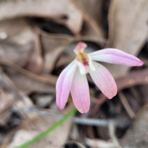 Caladenia fuscata at O'Connor, ACT - 19 Oct 2022