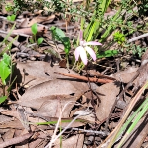 Caladenia fuscata at O'Connor, ACT - 19 Oct 2022