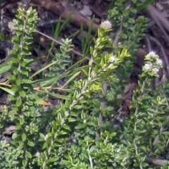 Oxylobium ellipticum at Rendezvous Creek, ACT - 11 Oct 2022