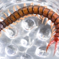 Cormocephalus aurantiipes (Orange-legged Centipede) at Evatt, ACT - 18 Oct 2022 by Thurstan