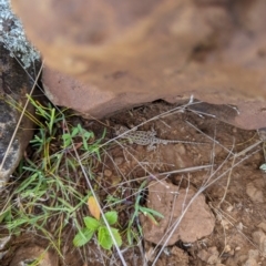 Tympanocryptis osbornei (Monaro Grassland Earless Dragon) at Maffra, NSW - 19 Oct 2022 by SThompson