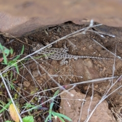 Tympanocryptis osbornei at Maffra, NSW - 19 Oct 2022