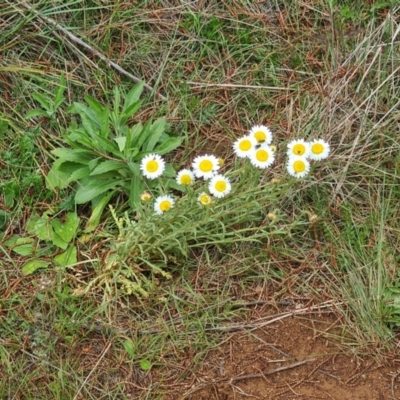 Brachyscome diversifolia var. diversifolia (Large-headed Daisy) at Mount Majura - 19 Oct 2022 by Kym