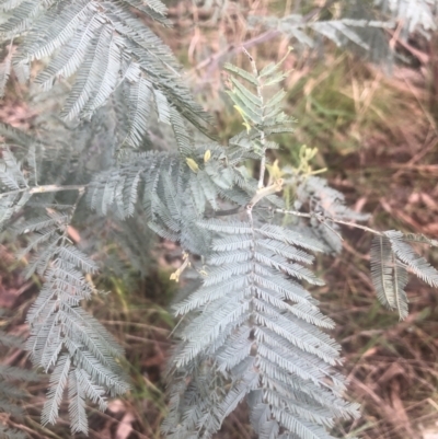 Acacia dealbata (Silver Wattle) at Belconnen, ACT - 6 Oct 2022 by Dora