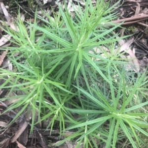 Cassinia longifolia at Belconnen, ACT - 6 Oct 2022