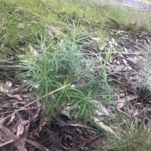 Cassinia longifolia at Belconnen, ACT - 6 Oct 2022