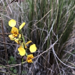 Diuris nigromontana (Black Mountain Leopard Orchid) at Gossan Hill - 13 Oct 2022 by Dora
