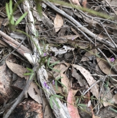 Glycine clandestina (Twining Glycine) at Bruce Ridge to Gossan Hill - 13 Oct 2022 by Dora