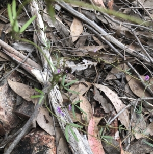 Glycine clandestina at Bruce, ACT - 13 Oct 2022 05:27 PM