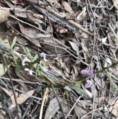 Glycine clandestina at Bruce, ACT - 13 Oct 2022 05:27 PM