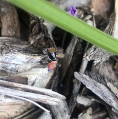 Maratus pavonis (Dunn's peacock spider) at Belconnen, ACT - 16 Oct 2022 by Dora