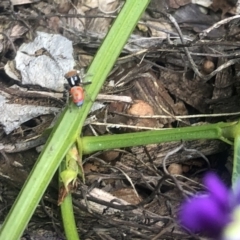 Maratus pavonis at Belconnen, ACT - suppressed