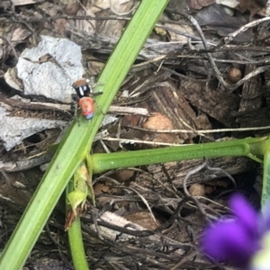 Maratus pavonis at Belconnen, ACT - suppressed