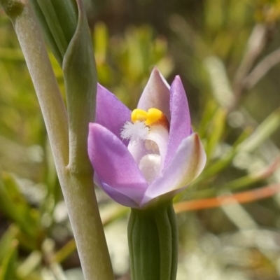 Thelymitra pauciflora (Slender Sun Orchid) at Coree, ACT - 19 Oct 2022 by RobG1