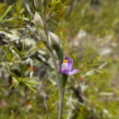 Thelymitra pauciflora at Coree, ACT - 19 Oct 2022