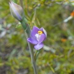 Thelymitra pauciflora at Coree, ACT - 19 Oct 2022