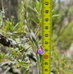 Thelymitra pauciflora at Coree, ACT - 19 Oct 2022