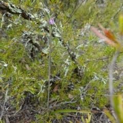 Thelymitra pauciflora at Coree, ACT - 19 Oct 2022