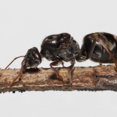 Iridomyrmex purpureus (Meat Ant) at Evatt, ACT - 18 Oct 2022 by TimL