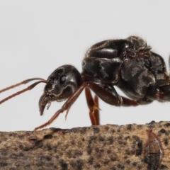 Iridomyrmex purpureus at Evatt, ACT - 19 Oct 2022