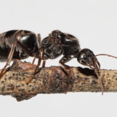 Iridomyrmex purpureus at Evatt, ACT - 19 Oct 2022