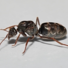 Iridomyrmex purpureus at Evatt, ACT - 19 Oct 2022