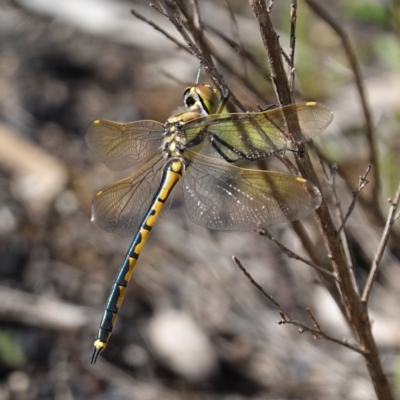 Hemicordulia tau (Tau Emerald) at Block 402 - 18 Oct 2022 by RobG1