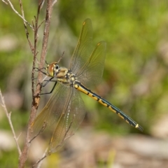 Hemicordulia tau at Stromlo, ACT - 19 Oct 2022