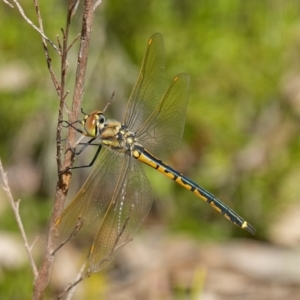 Hemicordulia tau at Stromlo, ACT - 19 Oct 2022