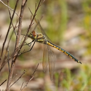 Hemicordulia tau at Stromlo, ACT - 19 Oct 2022 10:20 AM