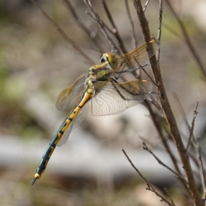 Hemicordulia tau at Stromlo, ACT - 19 Oct 2022 10:20 AM