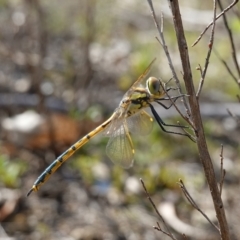 Hemicordulia tau at Stromlo, ACT - 19 Oct 2022