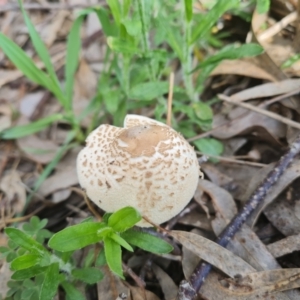 Macrolepiota clelandii at Jerrabomberra, ACT - 19 Oct 2022