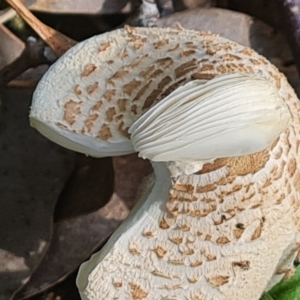 Macrolepiota clelandii at Jerrabomberra, ACT - 19 Oct 2022