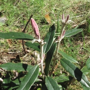 Olearia megalophylla at Booth, ACT - 11 Oct 2022