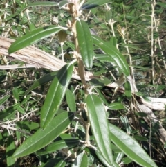 Olearia megalophylla at Booth, ACT - 11 Oct 2022