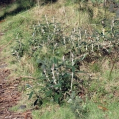 Olearia megalophylla at Booth, ACT - 11 Oct 2022