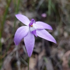 Glossodia major (Wax Lip Orchid) at Black Mountain - 8 Oct 2022 by HappyWanderer