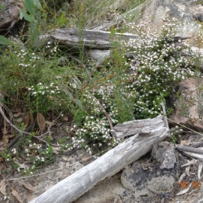 Boronia algida (Alpine Boronia) at Paddys River, ACT - 17 Oct 2022 by GirtsO