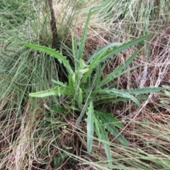 Senecio (genus) (A Fireweed) at Booth, ACT - 11 Oct 2022 by sangio7