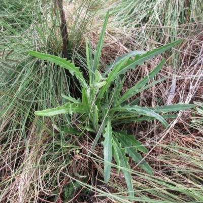 Senecio (genus) (A Fireweed) at Booth, ACT - 11 Oct 2022 by sangio7