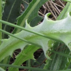 Senecio sp. at Booth, ACT - 11 Oct 2022