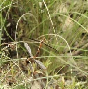 Leptotarsus (Macromastix) sp. (genus & subgenus) at Bungonia, NSW - 18 Oct 2022